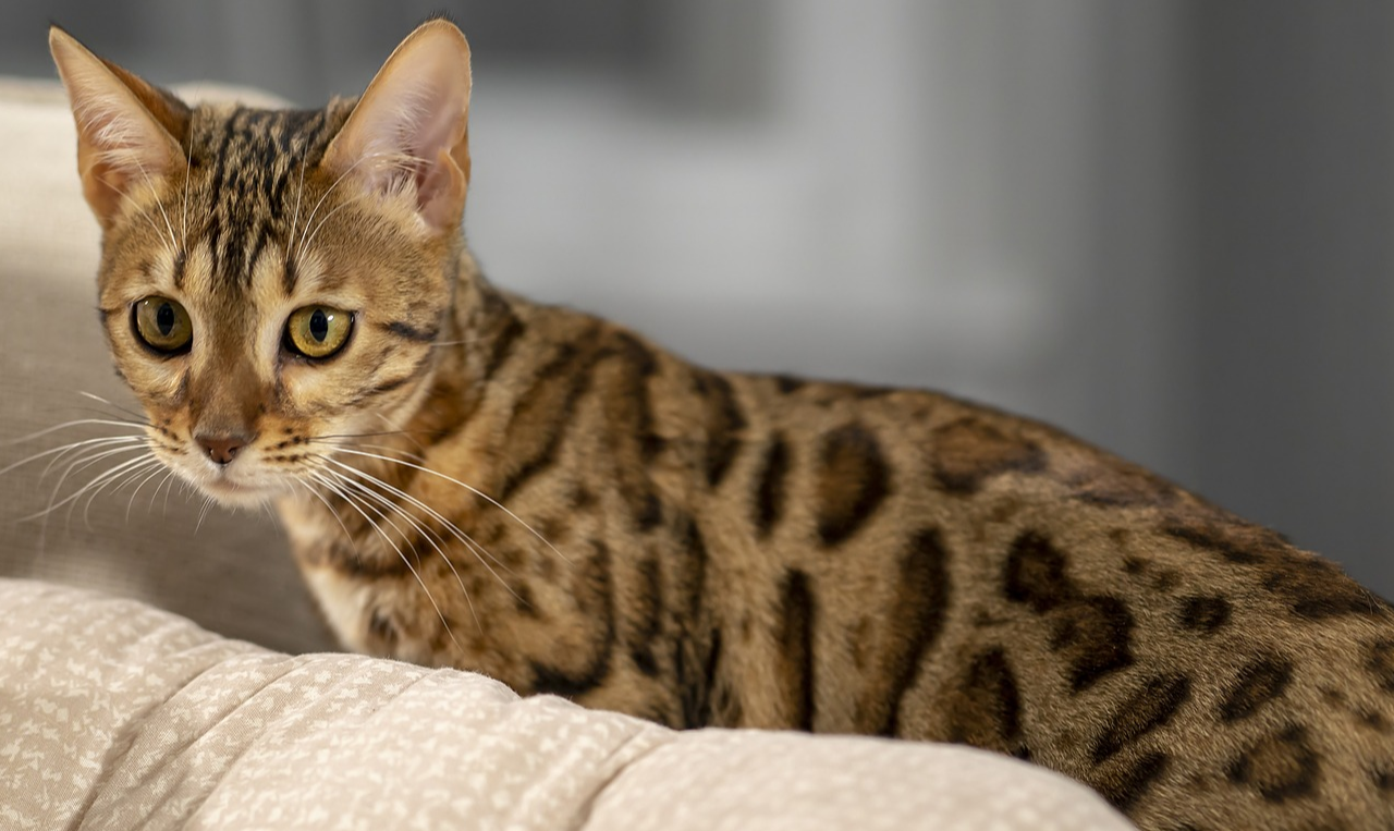 Hérnia Discal em cães e gatos